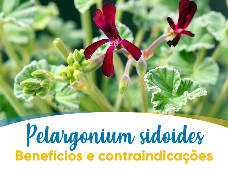 Pelargonium sidoides: benefcios e contraindicaes